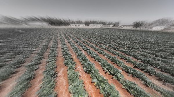 عراقيل الحوثي تكبد مزارعي الجوف خسائر فادحة (تقرير) 