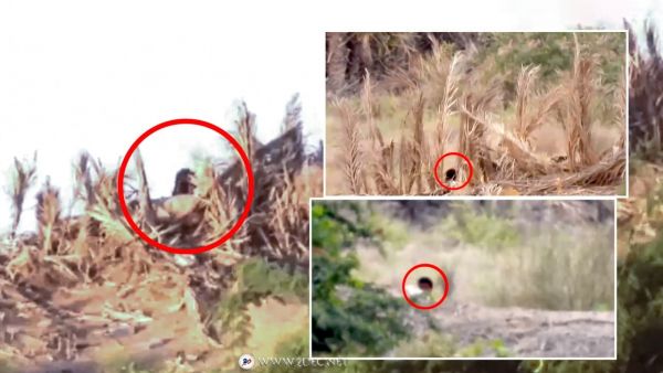 وحدات المهام «عيون الصقر».. الجبلية مقبرة قناصة الحوثي