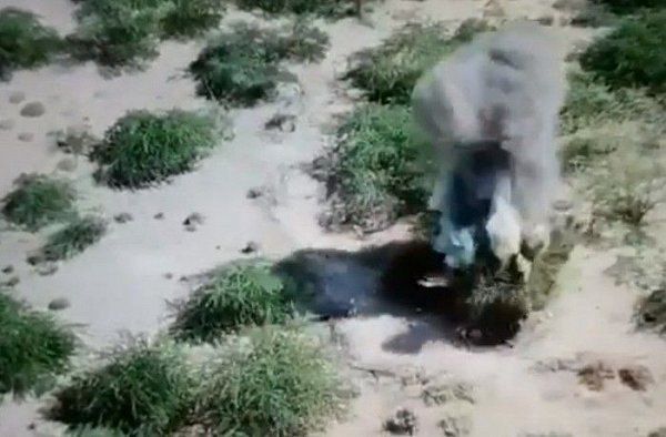 بضربات محكمة.. القوات المشتركة تدمر مرابض مدفعية للحوثيين جنوب الحديدة