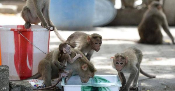 تفوقت على المجرمين البشر.. جريمة بشعة في الهند أبطالها مجموعة قردة