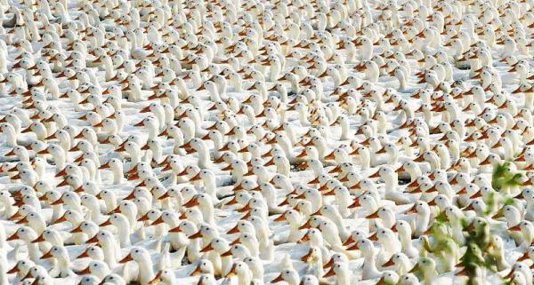 الصين تعتزم ارسال 100 ألف بطة لمكافحة الجراد في باكستان