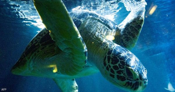 وفاة 19 شخصا بعد تناولهم لحم سلحفاة بحرية