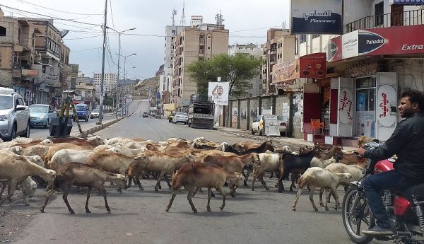الحوثيون عطلوا النشاطات الداعمة.. أزمة غذائية تترصد منتجي الثروة الحيوانية