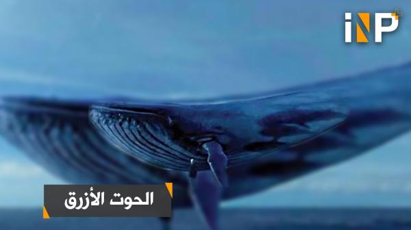 مصر.. الحوت الأزرق يحصد الضحية الخامسة وهذه المرة الضحية طفل