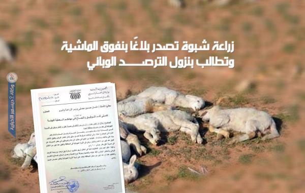 زراعة شبوة تصدر بلاغًا بنفوق الماشية وتطالب بنزول الترصد الوبائي
