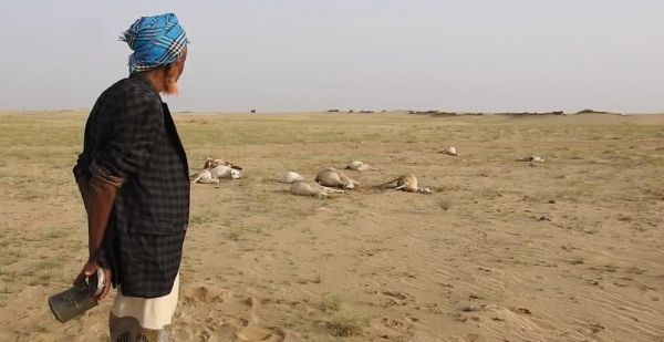 نفوق عدد من الإبل والمواشي بانفجار ألغام وعبوات زرعها الحوثيون في حجة والبيضاء