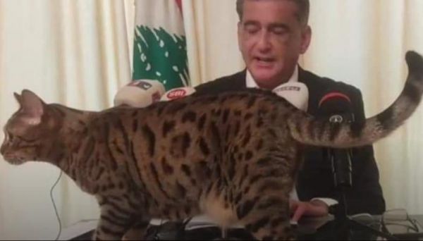 قطة تقتحم مؤتمرا سياسيا في لبنان