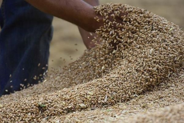 مفاوضات مكثفة لتصدير الحبوب من أوكرانيا وتجنب “إعصار مجاعة”