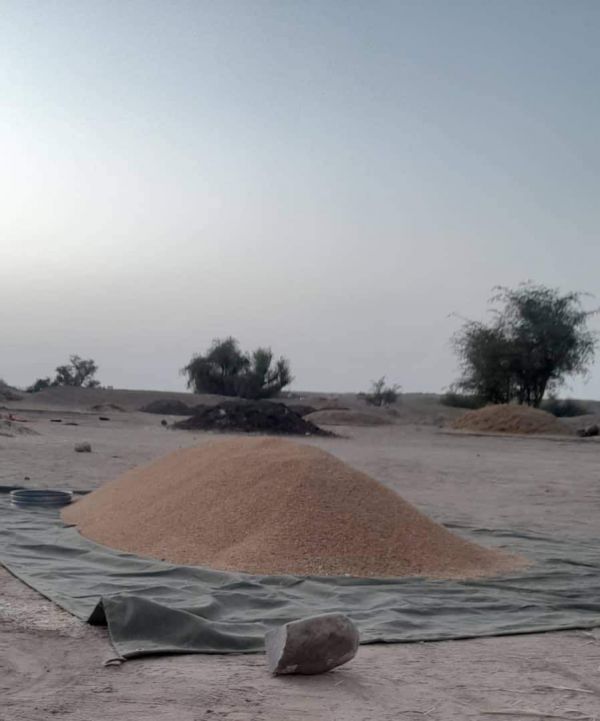 محافظ شبوة يقود جهوداً حثيثة لعودة المحافظة إلى صدارة إنتاج القمح 