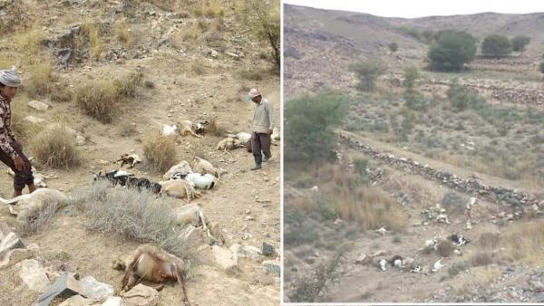 نفوق 20 رأسًا من الغنم بانفجار شبكة ألغام زرعها الحوثيون في البيضاء 