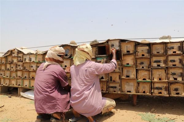 تقرير| موسم نضوب العسل.. نحَّالون يتخلون عن مهنتهم نتيجة ألغام الحوثيين