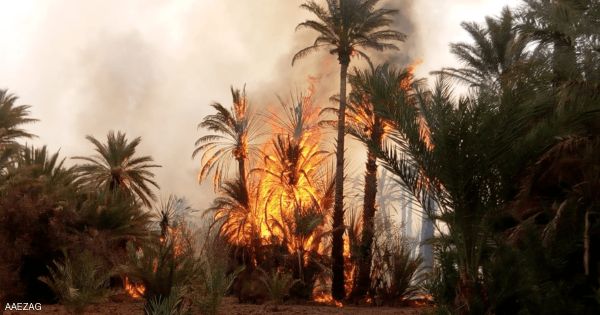 المغرب.. استمرار حرائق أشجار النخيل بواحات زاكورة