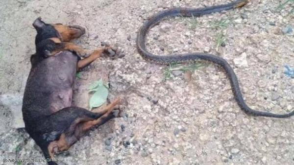 ملحمة بطولية لكلبين أنقذا طفلة من أفعى الكوبرا 