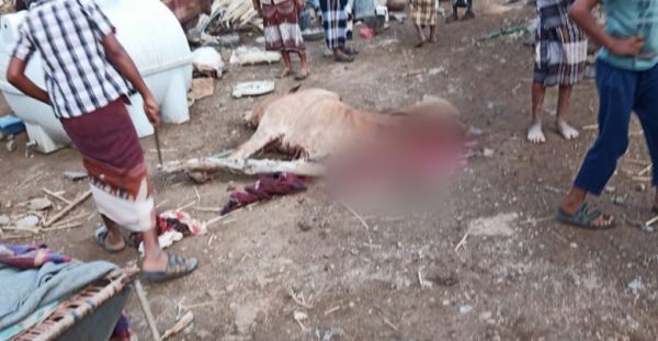 إصابة مواطن ونفوق أبقاره بانفجار لغم من مخلفات ما زرعه الحوثيون في موزع