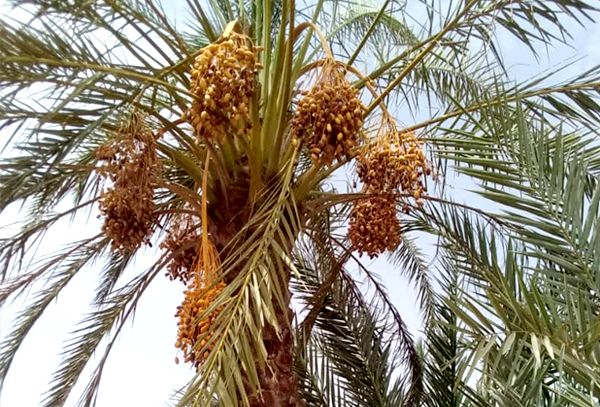 بدعم المقاومة الوطنية.. مكتب الثقافة بالدريهمي يستعد لإقامة فعالية مهرجان وادي النخيل