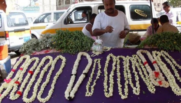 رفيق الفاتنات بليالي الفرح.. "الفل" هدية الحب العتيقة في اليمن