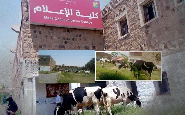 صور | سياسة الاكتفاء الذاتي في العهد الحوثي.. أبقار في الإعلام