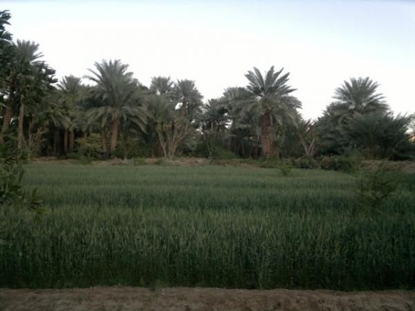 قيادي حوثي يصادر أراضي زراعية واسعة تخص مواطنين في باجل والمراوعة بالحديدة