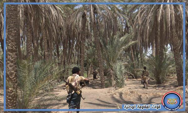 مشاهد من تطهير حراس الجمهورية مزارع نخيل أعلى وادي الجاح بمديرية بيت الفقيه