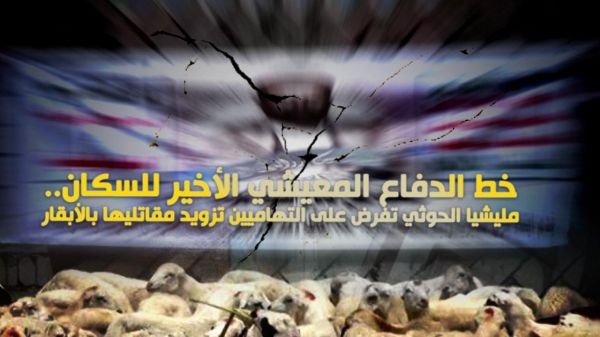 خط الدفاع المعيشي الأخير للسكان..مليشيا الحوثي تفرض على التهاميين تزويد مقاتليها بالأبقار والمواشي