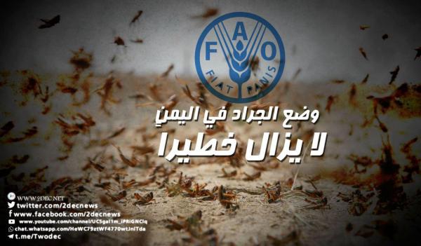 "الفاو": وضع الجراد في اليمن لا يزال خطيراً