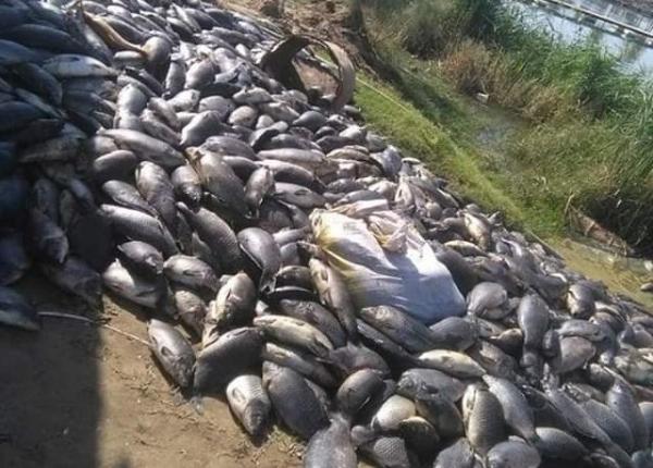 العراق.. نفوق آلاف الأسماك في محافظة بابل