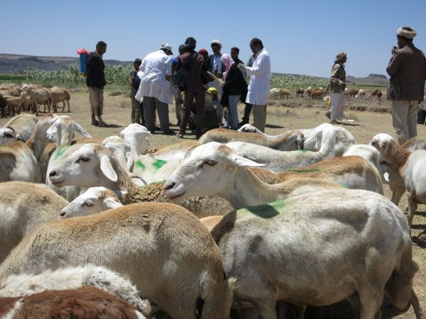 الصليب الأحمر يعلن تلقيح 2.3 مليون رأس ماشية في اليمن