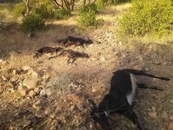 تعز.. نفوق 15 رأسا من الغنم بانفجار عبوة ناسفة زرعها الحوثيون في مديرية مقبنة 