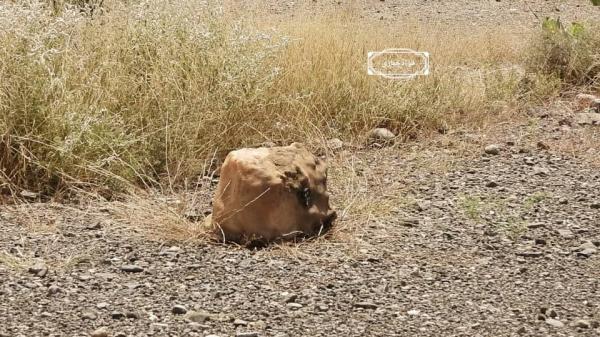استشهاد طفلة في الضالع بعبوة ناسفة للحوثيين