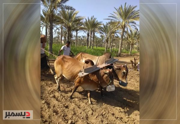 مزارعو الدريهمي يعودون لأعمال الفلاحة عقب تطهير مزارعهم من ألغام الحوثيين