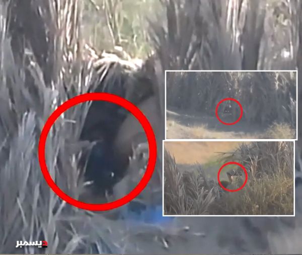 فيديو| مصرع 10 قناصة دفعت بهم مليشيا الحوثي إلى قطاع هام جنوب الحديدة