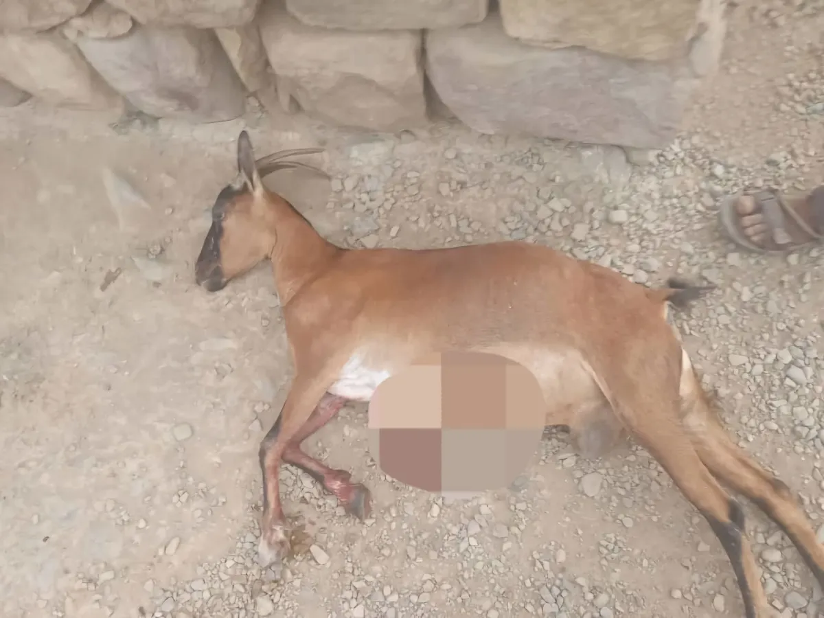مليشيا الحوثي تستهدف رعاة الأغنام في عزلة القحيفة بمقبنة